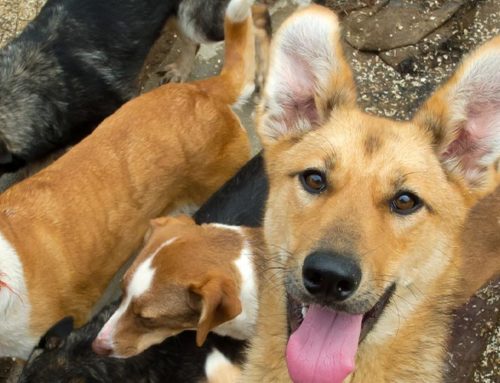 Tekeurope Supporting Dogs in Antigua